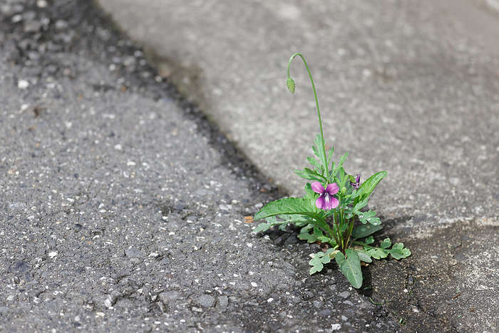 Katsushika-ku, Tokyo Violets from gaps in concrete