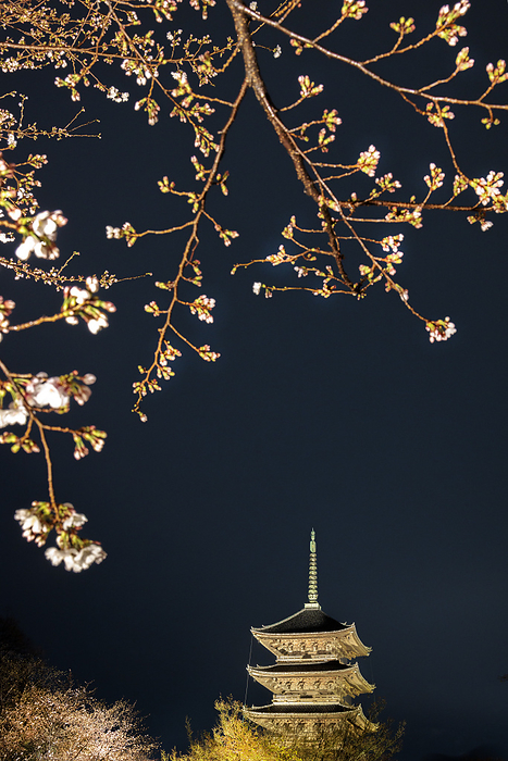 Lighting up Toji Temple, a World Heritage Site in Kyoto Prefecture