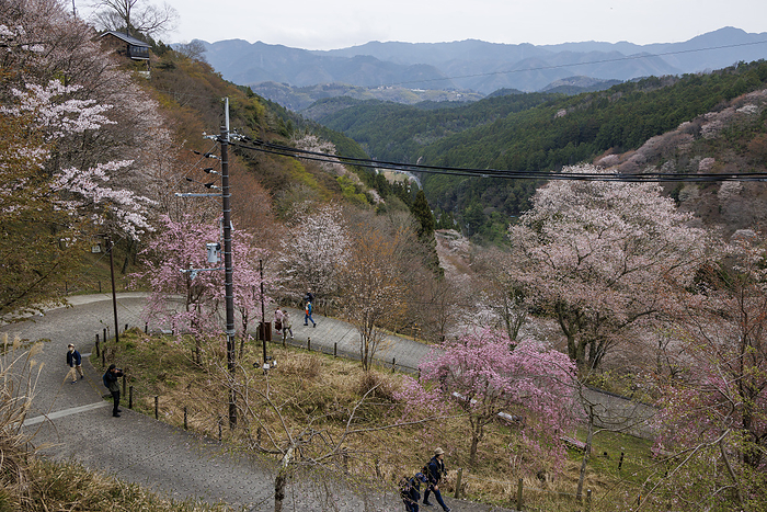 Climbing Yoshinoyama's Thousand Cherry Trees on foot, Nara Prefecture