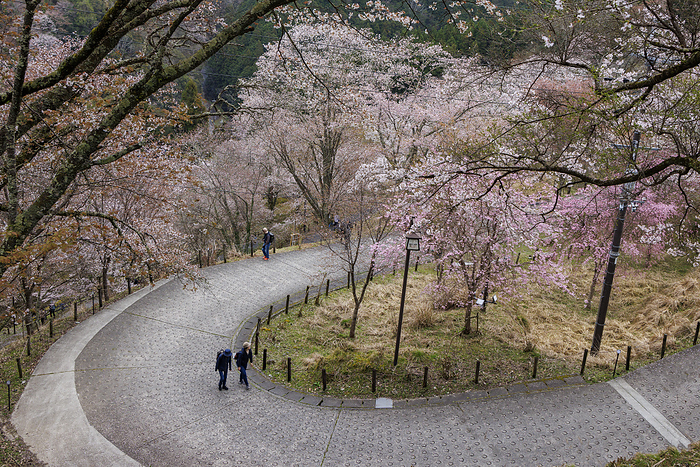 Climbing Yoshinoyama's Thousand Cherry Trees on foot, Nara Prefecture