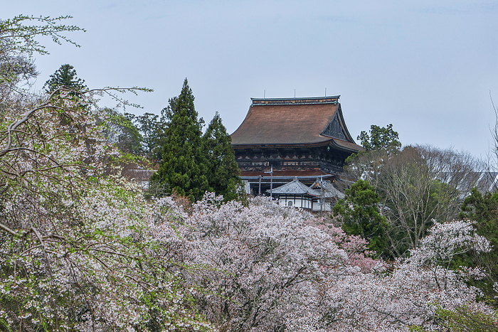 Kinpusenji Temple, Yoshinoyama, Nara Prefecture, with 1,000 cherry trees