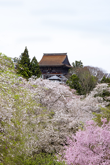 Kinpusenji Temple, Yoshinoyama, Nara Prefecture, with 1,000 cherry trees