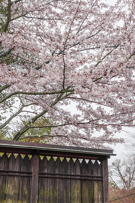 Wooden fence and cherry blossoms at Senbonzakura, Yoshinoyama, Nara Prefecture