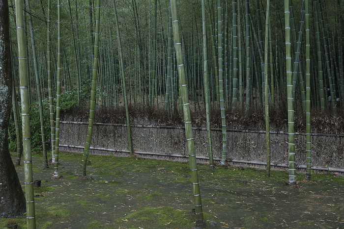 Bamboo grove in Arashiyama, Kyoto