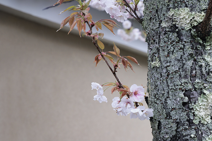 Cherry blossoms without body at Tenryuji Temple, Saga, Kyoto