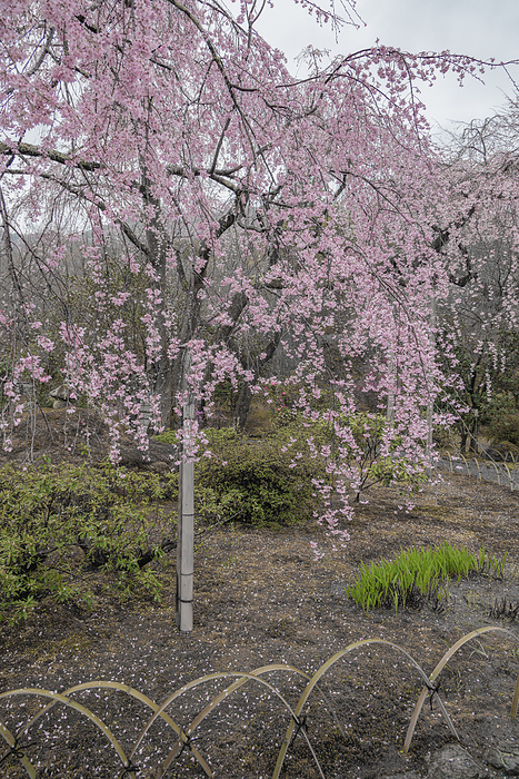 Weeping cherry blossoms in Sogen-ike Garden at Tenryu-ji Temple, Arashiyama, Kyoto