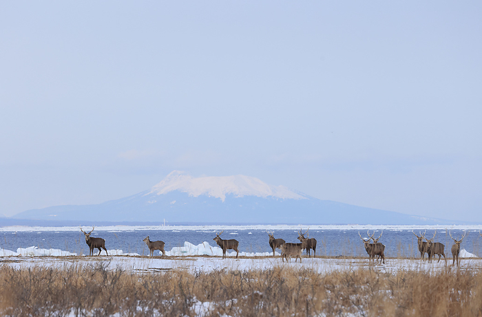 Notsuke Peninsula, Hokkaido, with a herd of male deer
