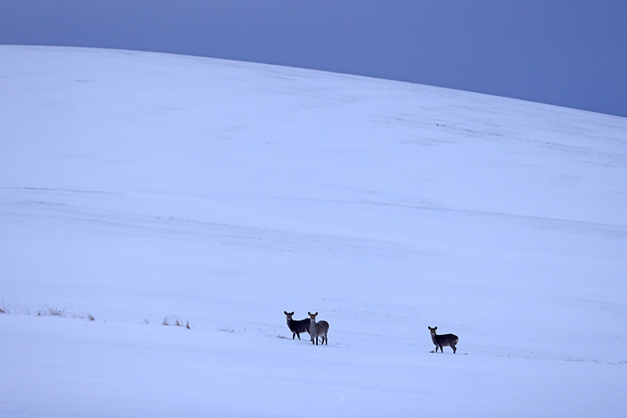 Ezo sika deer running in the snow field, Hokkaido