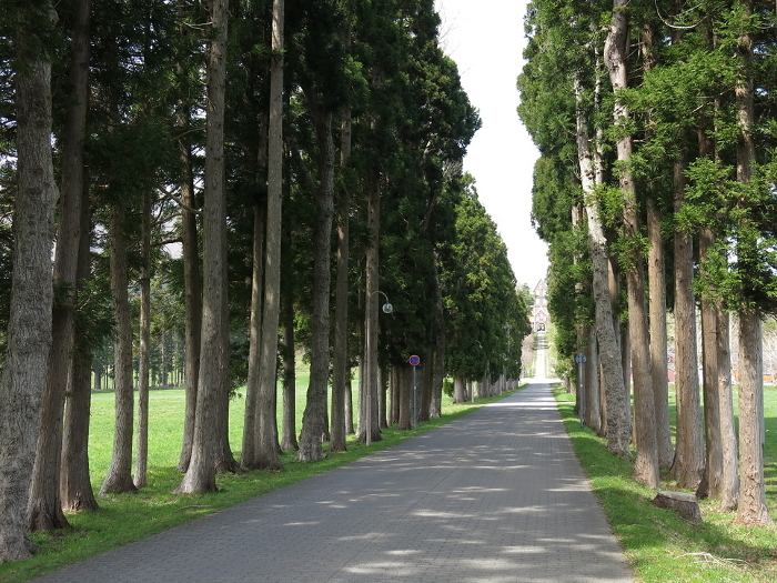 Trappist Street tree-lined avenue in front of the Trappist Monastery in Hokuto City
