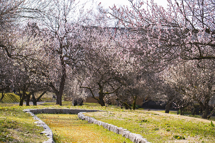 Plum blossoms Gosen City Joshi Park Niigata Prefecture