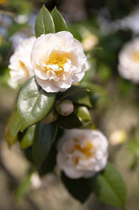 Camellia japonica Niigata