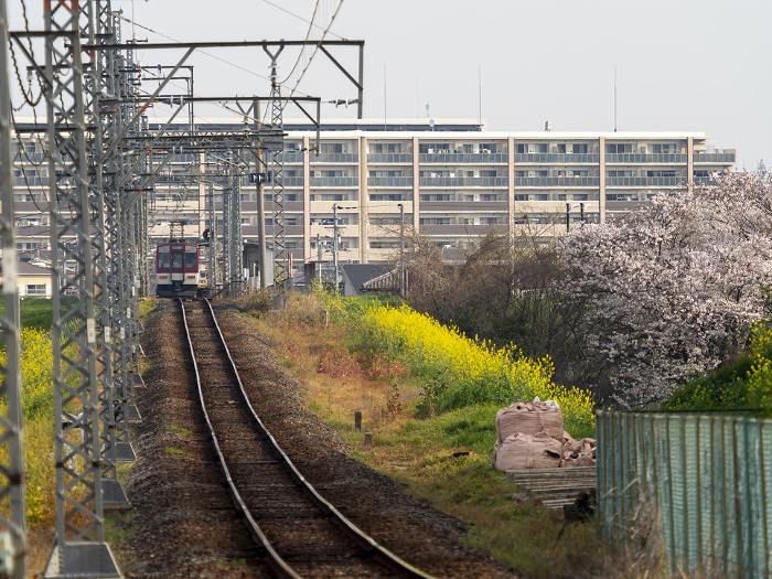Scenery along the Kintetsu Domyoji Line with rape blossoms