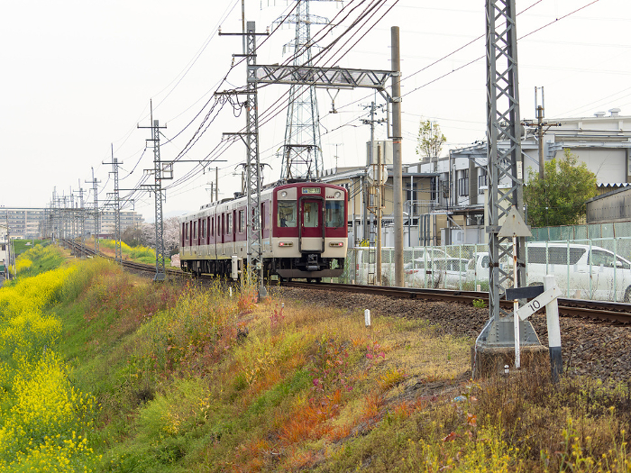 Scenery along the Kintetsu Domyoji Line with rape blossoms