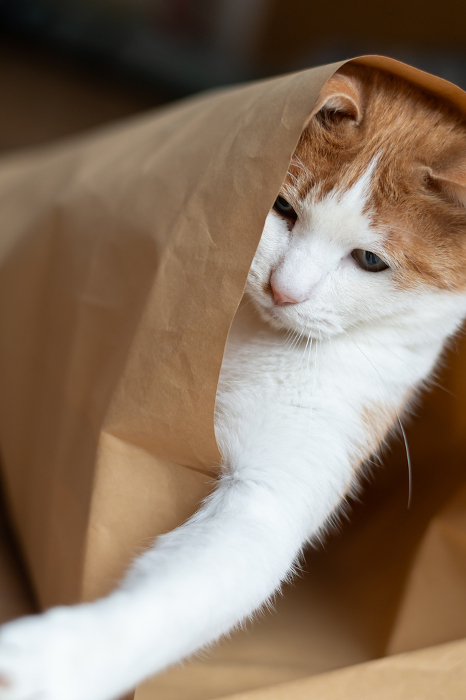 Cat playing inside paper bag brown tiger white