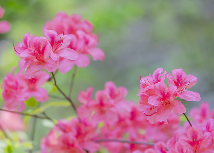 Rhododendron kaempferi (Rhododendron kaempferi)