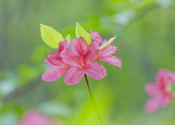 Rhododendron kaempferi (Rhododendron kaempferi)