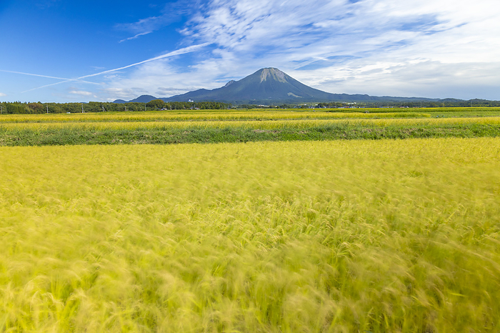 harvest season Ears of rice grow in abundance at the foot of Mount Daisen, overlooking Hoki Fuji.
