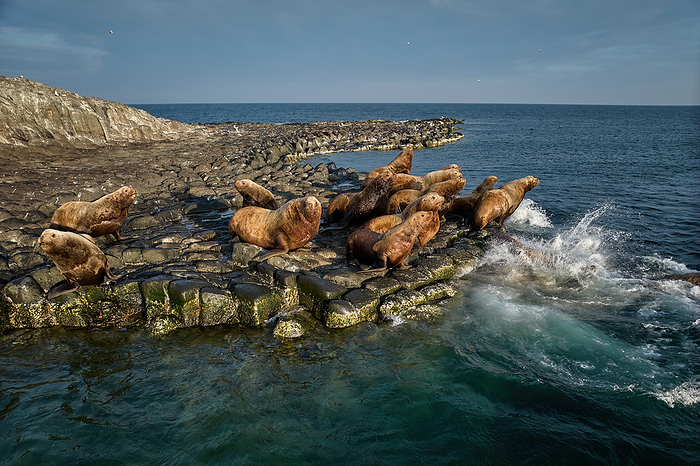Steller s sea lion Steller s sea lions take a break at Cape Soya on their way back to the north in spring after spending the cold winter in the south, Nothern sea lion, Steller s sea lion, Photo by Shogo Asao