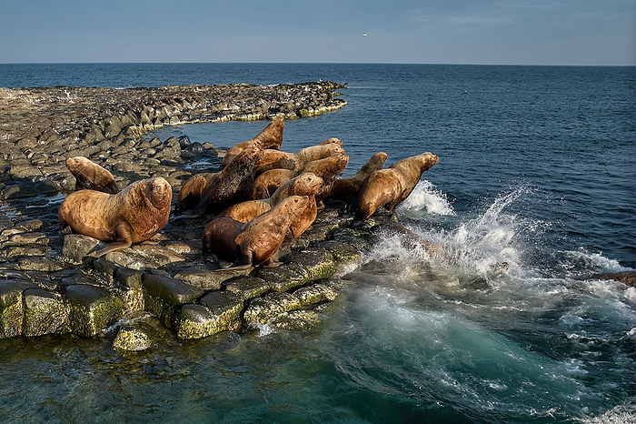 Steller s sea lion Steller s sea lions take a break at Cape Soya on their way back to the north in spring after spending the cold winter in the south, Nothern sea lion, Steller s sea lion, Photo by Shogo Asao