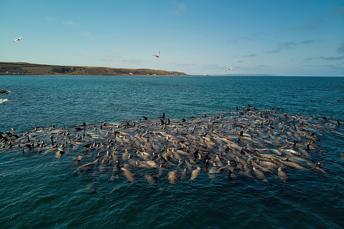 Steller s sea lion population A group of Steller s sea lions resting in the sea off Cape Soya on their way back to the north in spring after spending the cold winter in the south. Nothern sea lion, Steller sea lion, Photo by Shogo Asao