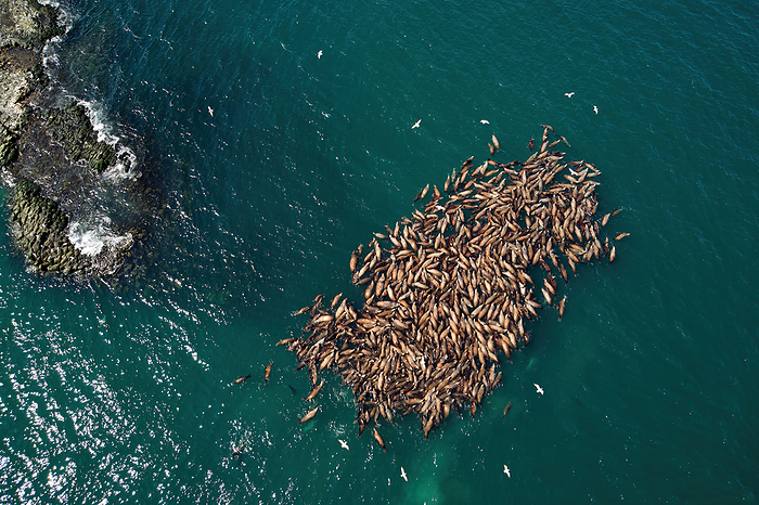 Steller s sea lion population A group of Steller s sea lions resting in the sea off Cape Soya on their way back to the north in spring after spending the cold winter in the south. Nothern sea lion, Steller sea lion, Photo by Shogo Asao