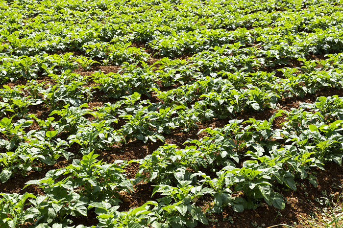 potato field (field in which potatoes are grown)