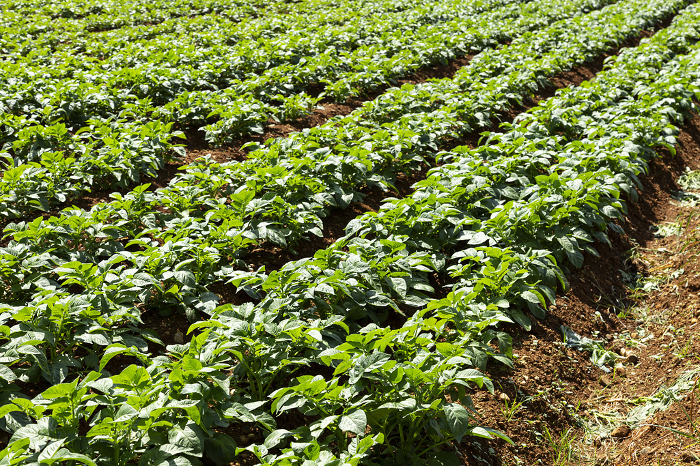 potato field (field in which potatoes are grown)