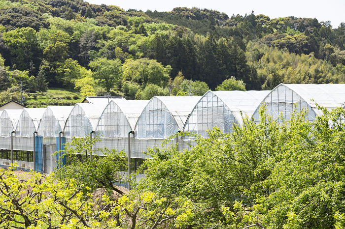 Landscape with plastic greenhouses