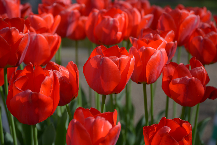 Red tulips, floral pattern