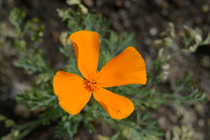 marigold (esp. the French marigold, Tagetes patula)