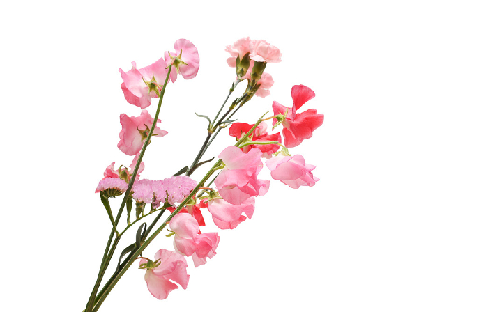 Pink and red sweet peas on white background