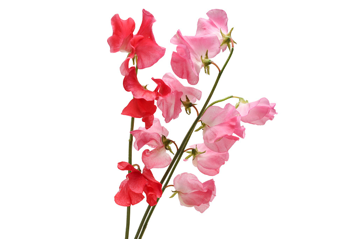 Pink and red sweet peas on white background