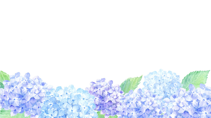 Hydrangea background painted in watercolor