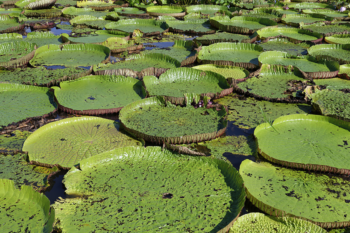 Floating leaves of the giant water lily  Victoria amazonica , Amazonas state, Brazil Floating leaves of the giant water lily  Victoria amazonica , Amazonas state, Brazil, South America, by G M Therin Weise
