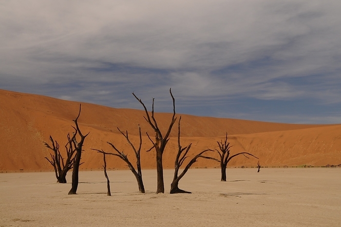 Dead Vlei Sossusvlei Namib Desert, Namibia, Africa Dead Vlei, Sossusvlei, Namib Desert, Namibia, Africa, by Michael Szafarczyk