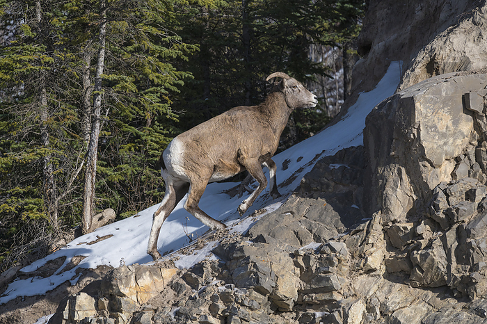 Rocky mountain bighorn sheep female  Ovis canadensis  on a wintry mountain, Jasper National Park, Alberta, Canada Rocky mountain bighorn sheep female  Ovis canadensis  on a wintry mountain, Jasper National Park, UNESCO World Heritage Site, Alberta, Canada, North America, by Jon Reaves