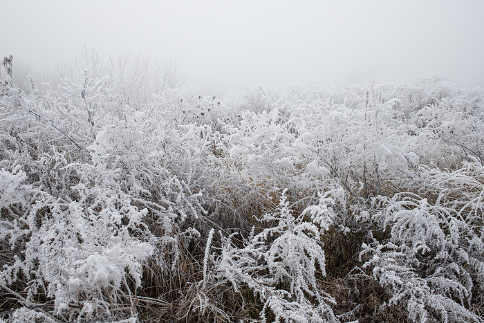 Frozen scene in winter Frozen scene in winter, Romania, Europe, by Nagy Melinda