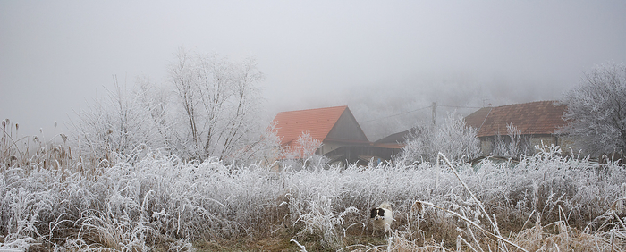 Frozen scene in winter Frozen scene in winter, Romania, Europe, by Nagy Melinda