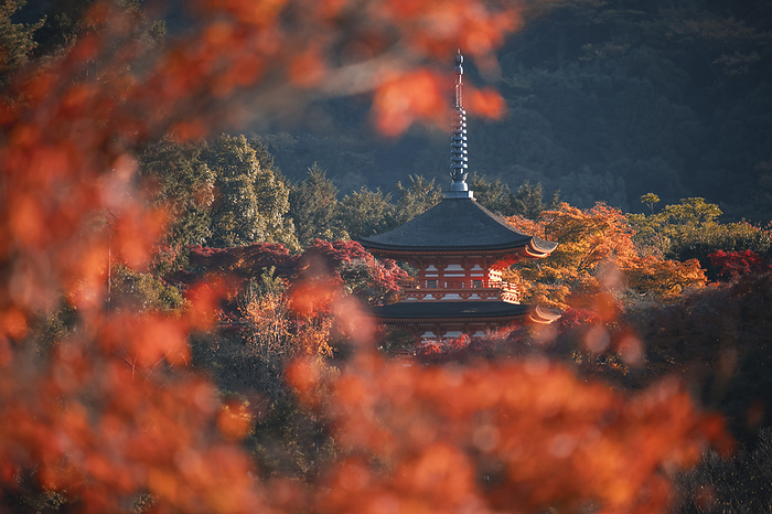 Kiyomizu dera Koyasunoto Pagoda framed by autumn colored trees, UNESCO World Heritage Site, Japan Kiyomizu dera Koyasunoto Pagoda framed by autumn colored trees, UNESCO World Heritage Site, Kyoto, Honshu, Japan, Asia, by Francesco Fanti