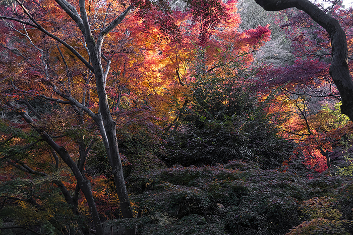 Autumn colors in Kiyomizu dera Buddhist temple garden in Kyoto, UNESCO World Heritage Site, Japan Autumn colors in Kiyomizu dera Buddhist temple garden, Kyoto, UNESCO World Heritage Site, Honshu, Japan, Asia, by Francesco Fanti