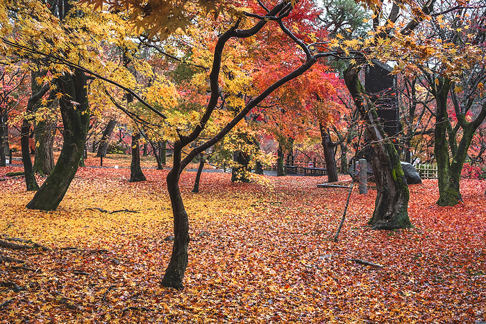 T fuku ji Buddhist Temple garden with autumn colors and foliage, Kyoto, Japan Tofuku ji Buddhist Temple garden with autumn colors and foliage, Kyoto, Honshu, Japan, Asia, by Francesco Fanti