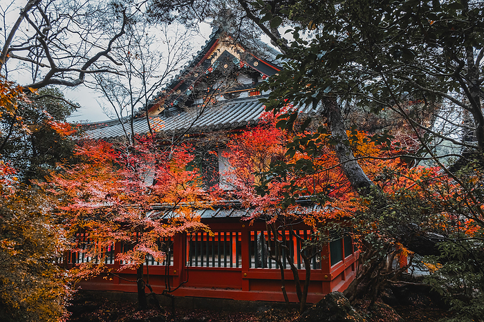Bishamon d  Buddhist temple with autumn colors in Kyoto, Japan Bishamon do Buddhist temple with autumn colors, Kyoto, Honshu, Japan, Asia, by Francesco Fanti