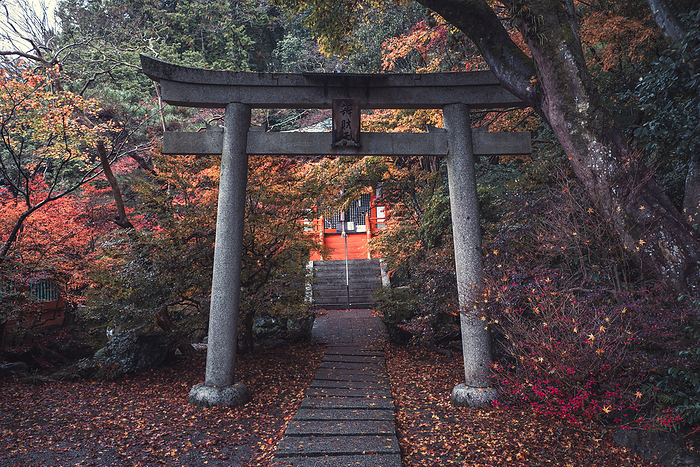 A torii gate in Bishamon d  Buddhist temple with autumn colors in Kyoto, Japan A torii gate in Bishamon do Buddhist temple with autumn colors, Kyoto, Honshu, Japan, Asia, by Francesco Fanti