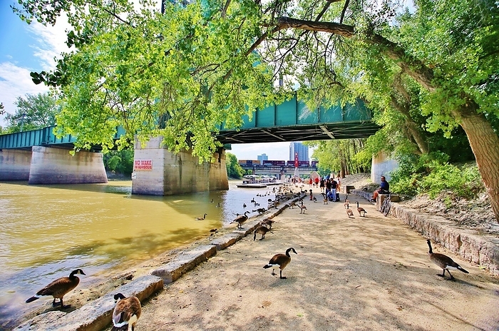 The River Walk and the Forks Bridge by the Assiniboine River in central Winnipeg, Manitoba, Canada. The River Walk and the Forks Bridge by the Assiniboine River in central Winnipeg, Manitoba, Canada, North America, by Barry Davis