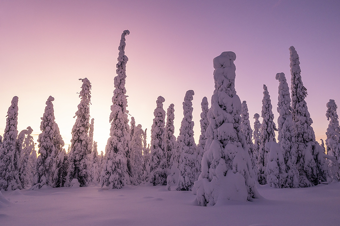 a magical winter light envelope the forest in Riisitunturi National Park, Posio, Finland, Europe Magical winter light envelops the forest in Riisitunturi National Park, Posio, Finland, Europe, by carlo alberto conti
