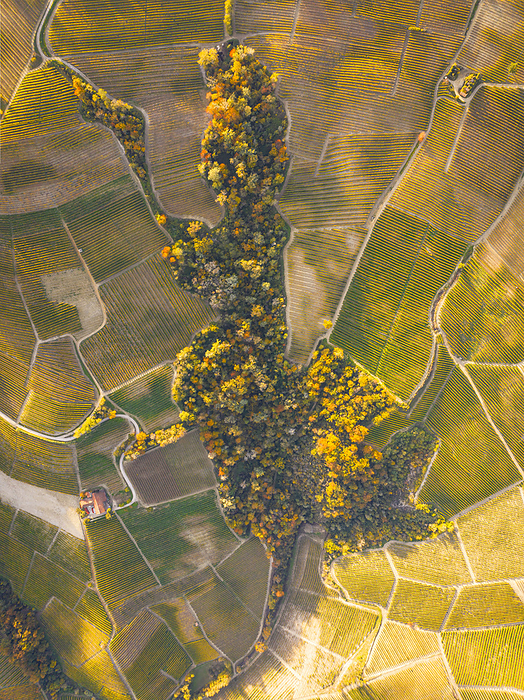 aerial view taken from the drone of the Langhe vineyards, during a beautiful autumn day, Unesco World Heritage Site, Cuneo province, Piemonte, Italy, Europe Aerial view taken from drone of the Langhe vineyards, on a beautiful autumn day, UNESCO World Heritage Site, Cuneo province, Piedmont, Italy, Europe, by carlo alberto conti