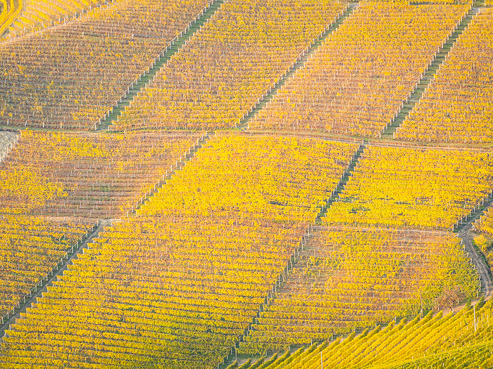 aerial view taken from the drone of the Langhe vineyards, during a beautiful autumn day, Unesco World Heritage Site, Cuneo province, Piedmont, Italy, Europe Aerial view taken by drone of the Langhe vineyards, during a beautiful autumn day, UNESCO World Heritage Site, Cuneo province, Piedmont, Italy, Europe, by carlo alberto conti