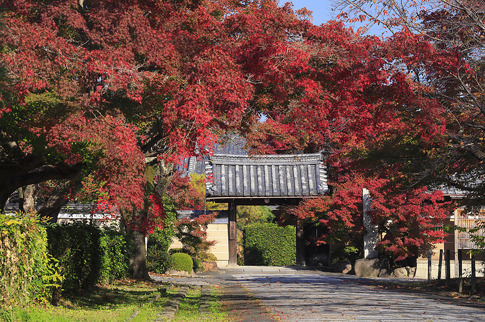 Shinkoin Temple, approach and gate with autumn leaves in the morning sunlight, Kyoto Pref.