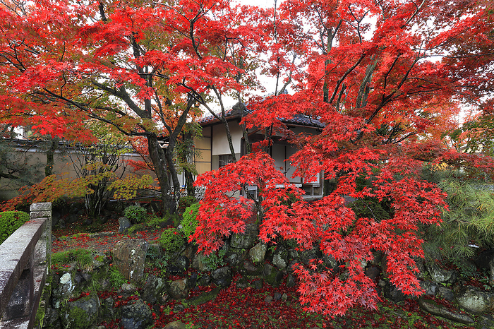 Autumn Foliage at Shinkoin Temple Kyoto Pref.