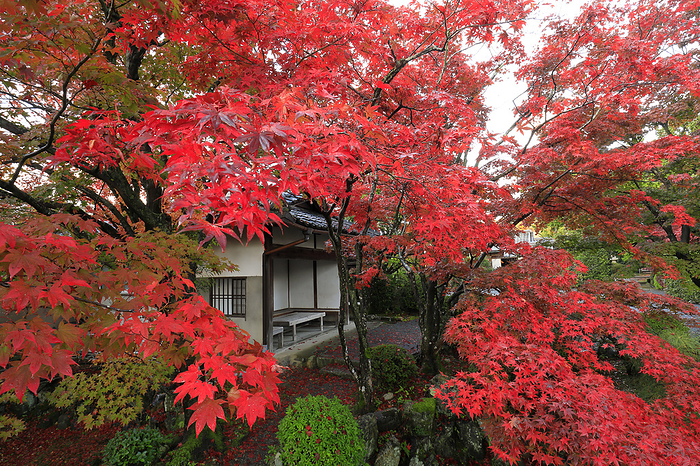 Autumn Foliage at Shinkoin Temple Kyoto Pref.